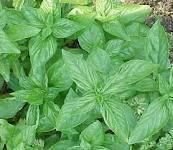 Basil