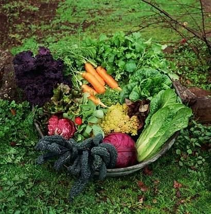 Obst und Gemüse anbauen