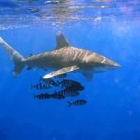 Sharks