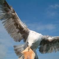 Gulls