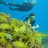 Scuba diving